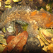 Gulf Toadfish - Photo (c) Kent Miller, some rights reserved (CC BY-ND), uploaded by Kent Miller