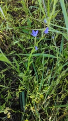 Triodanis leptocarpa