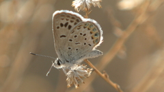 Plebulina emigdionis