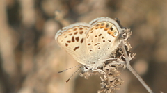 Plebulina emigdionis