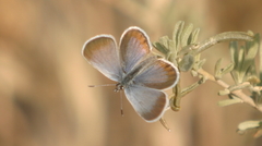 Plebulina emigdionis