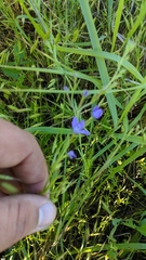 Triodanis leptocarpa