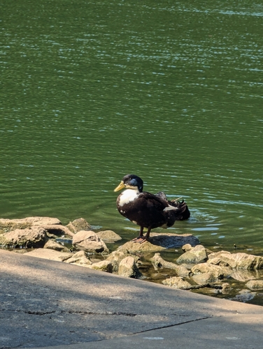 Domestic Mallard photographed in Missouri