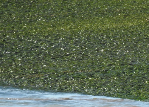 Image of Zostera noltii by (c) Duarte Frade, some rights reserved (CC BY)