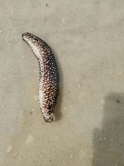 Holothuria princeps