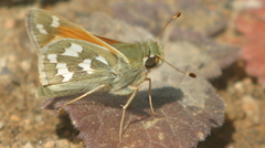 Hesperia juba