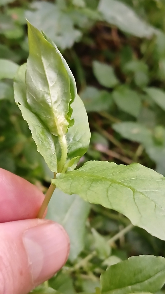 Macrolabis buhri