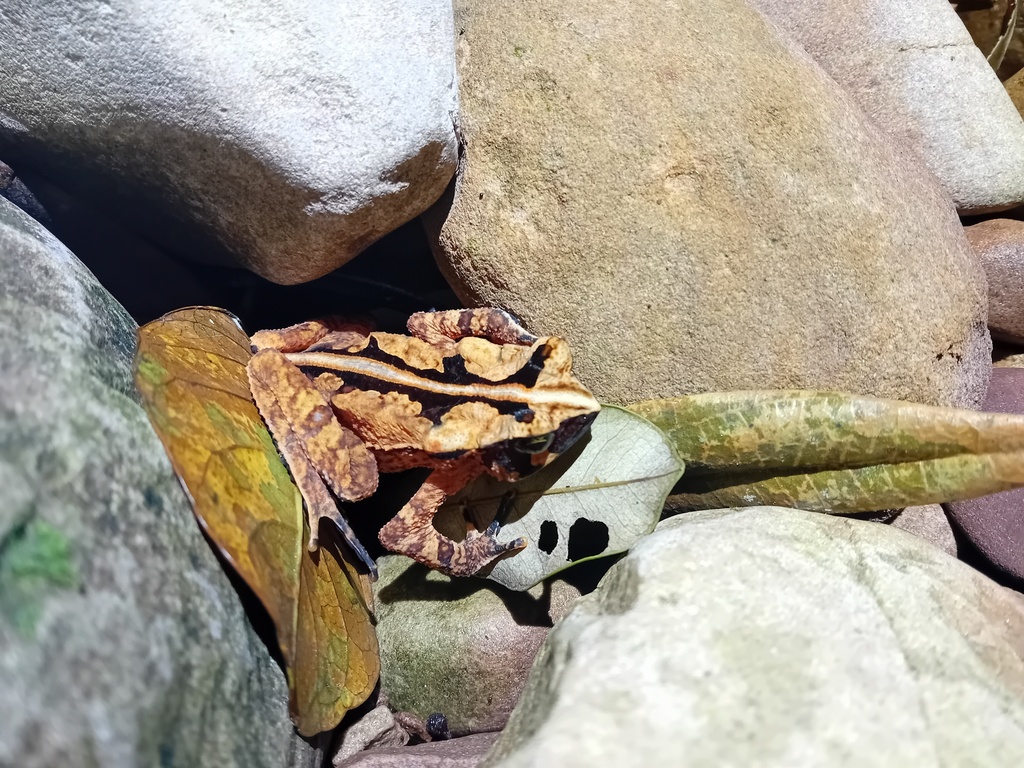 Werner's Toad