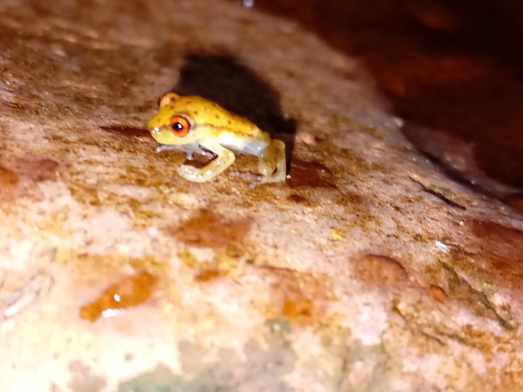 Bolivar Snouted Treefrog