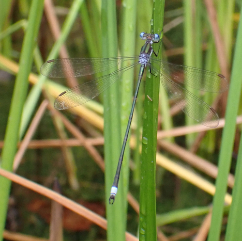 Swamp Spreadwing photo 6