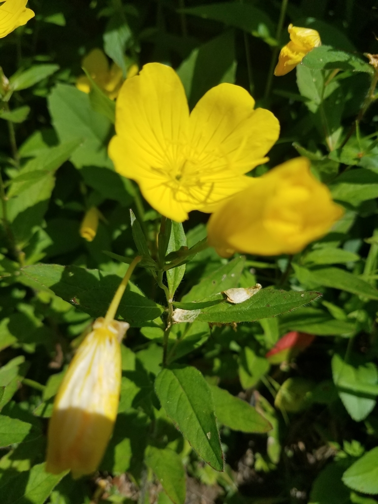 Oenothera sect. Kneiffia from Cheat Lake, WV 26508, USA on June 12 ...