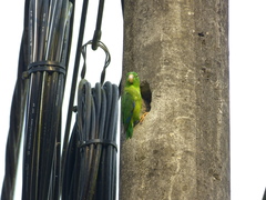 Forpus crassirostris