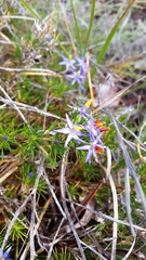 Calectasia narragara
