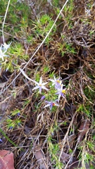 Calectasia narragara