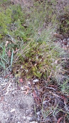 Calectasia narragara