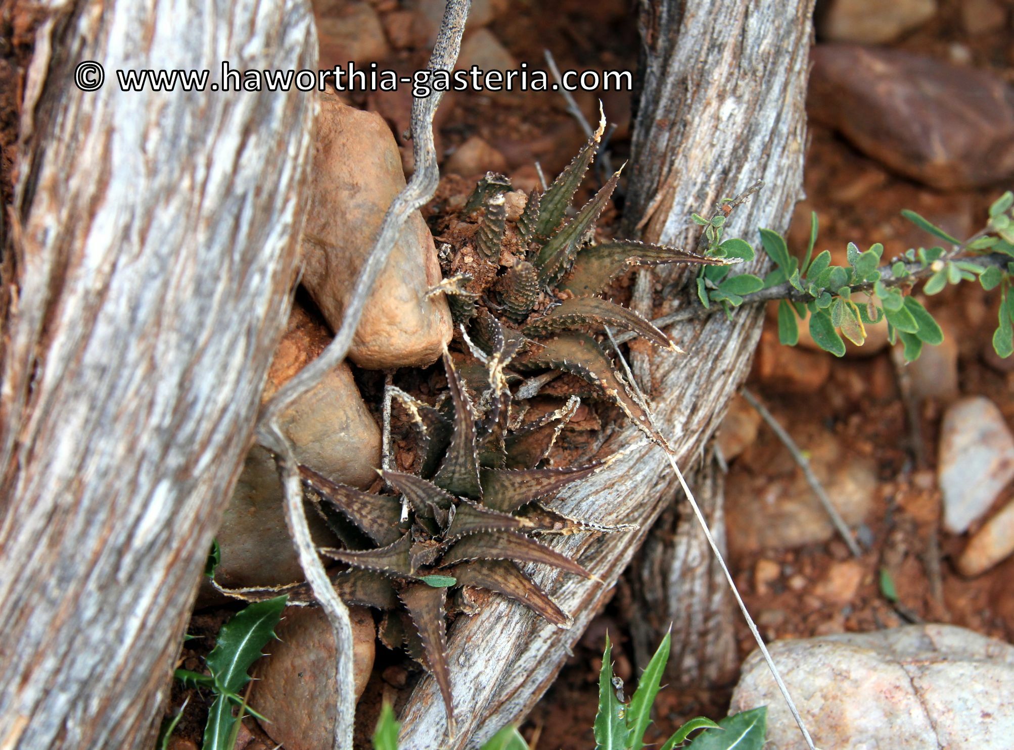 Haworthiopsis woolleyi
