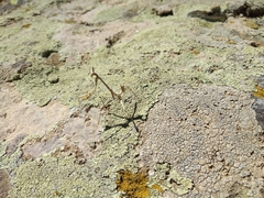 Empusa