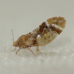 Bactericera lobata