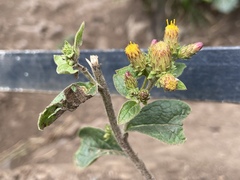 Five-needle pricklyleaf (Pentanema squarrosum)