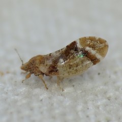 Bactericera lobata