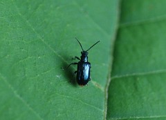 Lema concinnipennis
