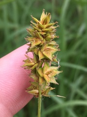 Carex gravida