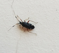 Closterotomus biclavatus