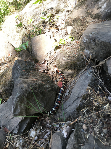 California Mountain Kingsnake photographed in Washington