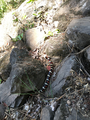 Lampropeltis zonata