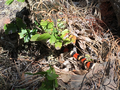 Lampropeltis zonata