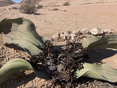 Welwitschia mirabilis image