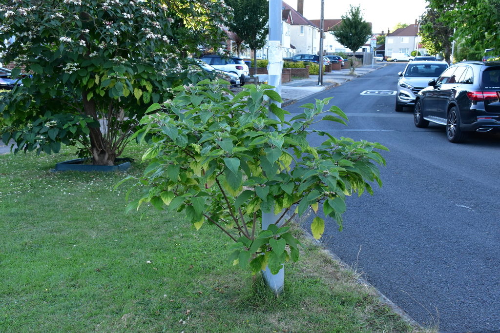 Clerodendrum trichotomum, New Malden, UK