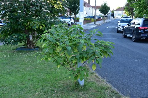 Clerodendrum trichotomum