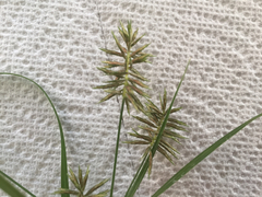 Cyperus pseudothyrsiflorus