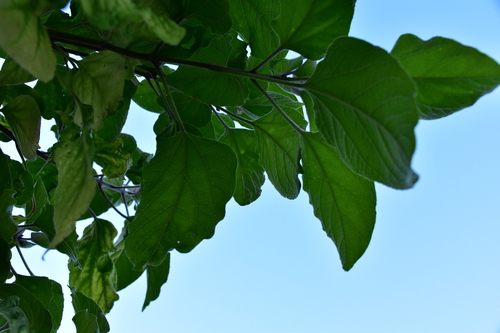 Clerodendrum trichotomum