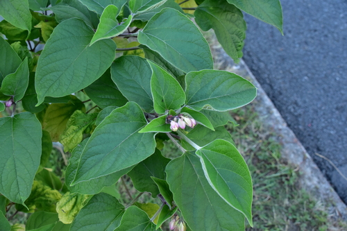 Clerodendrum trichotomum
