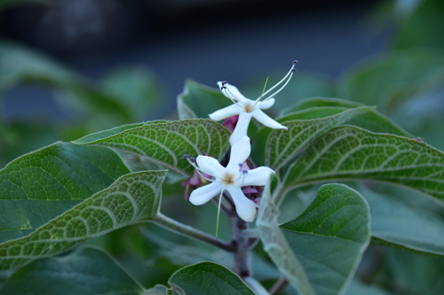 Clerodendrum trichotomum
