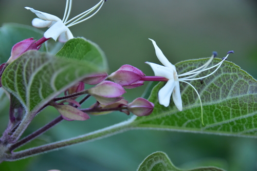 Clerodendrum trichotomum