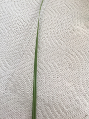 Cyperus pseudothyrsiflorus