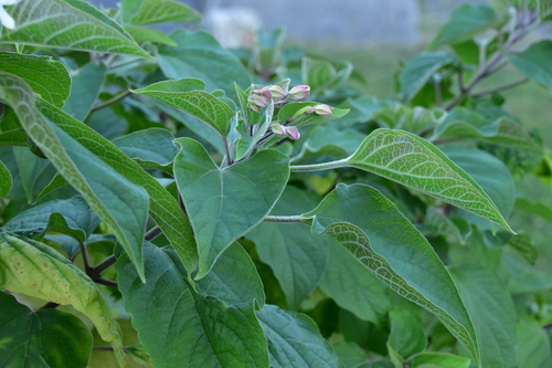 Clerodendrum trichotomum