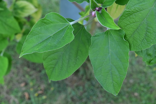 Clerodendrum trichotomum