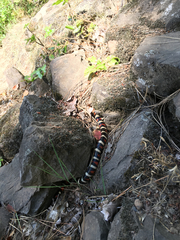 Lampropeltis zonata
