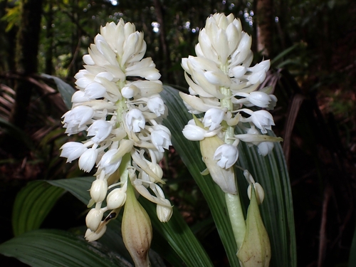Calanthe hololeuca observed 2024-08-08