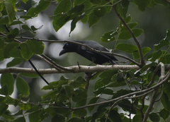 Crypsirina temia