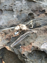 Emballonuridae