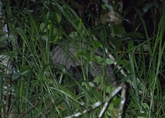 Paradoxurus musangus