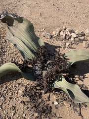 Welwitschia mirabilis image