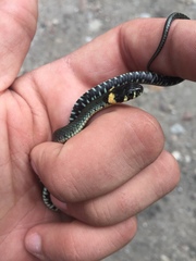 Natrix natrix natrix