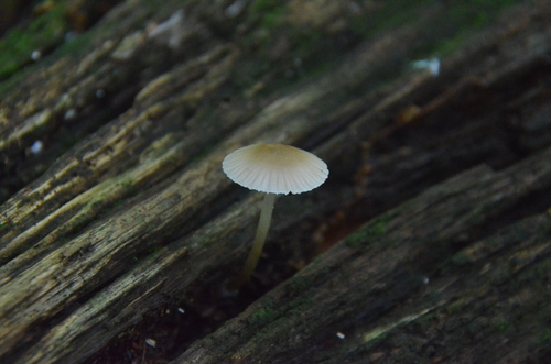 Mycena (Photo 2 of 5)