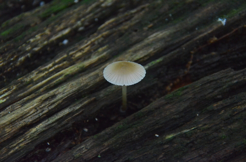 Mycena